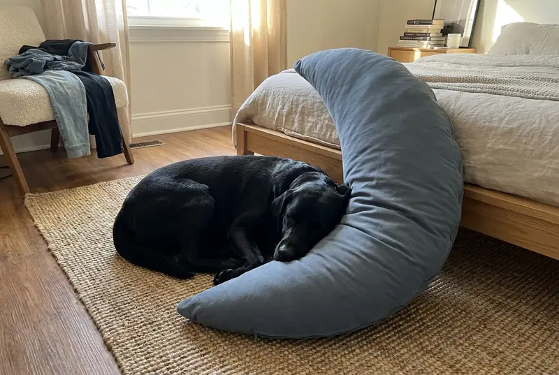 A black labrador resting its head on a Slate Cove on the bed